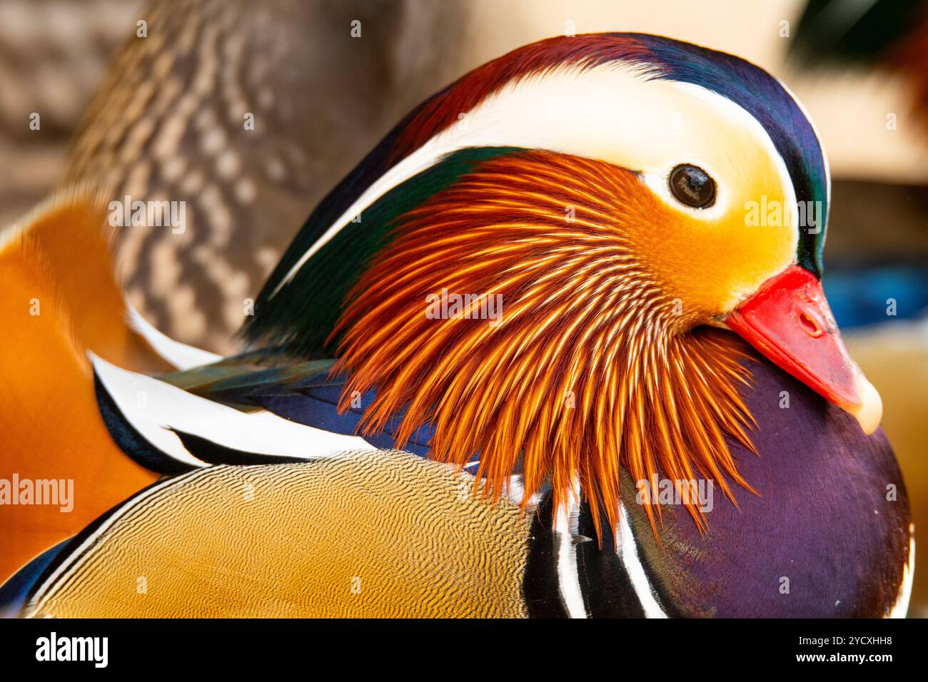 Lebendige Nahaufnahme einer Mandarinenente mit ihren bunten Federn und markanten Markierungen. Stockfoto