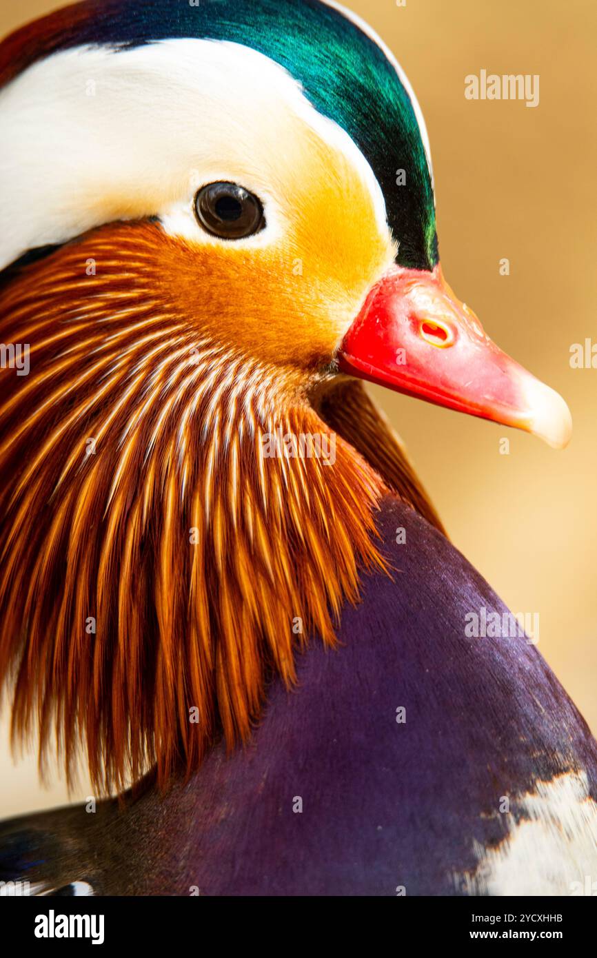 Ein Nahporträt einer Mandarinente mit ihren bunten Federn und dem unverwechselbaren roten Schnabel. Stockfoto