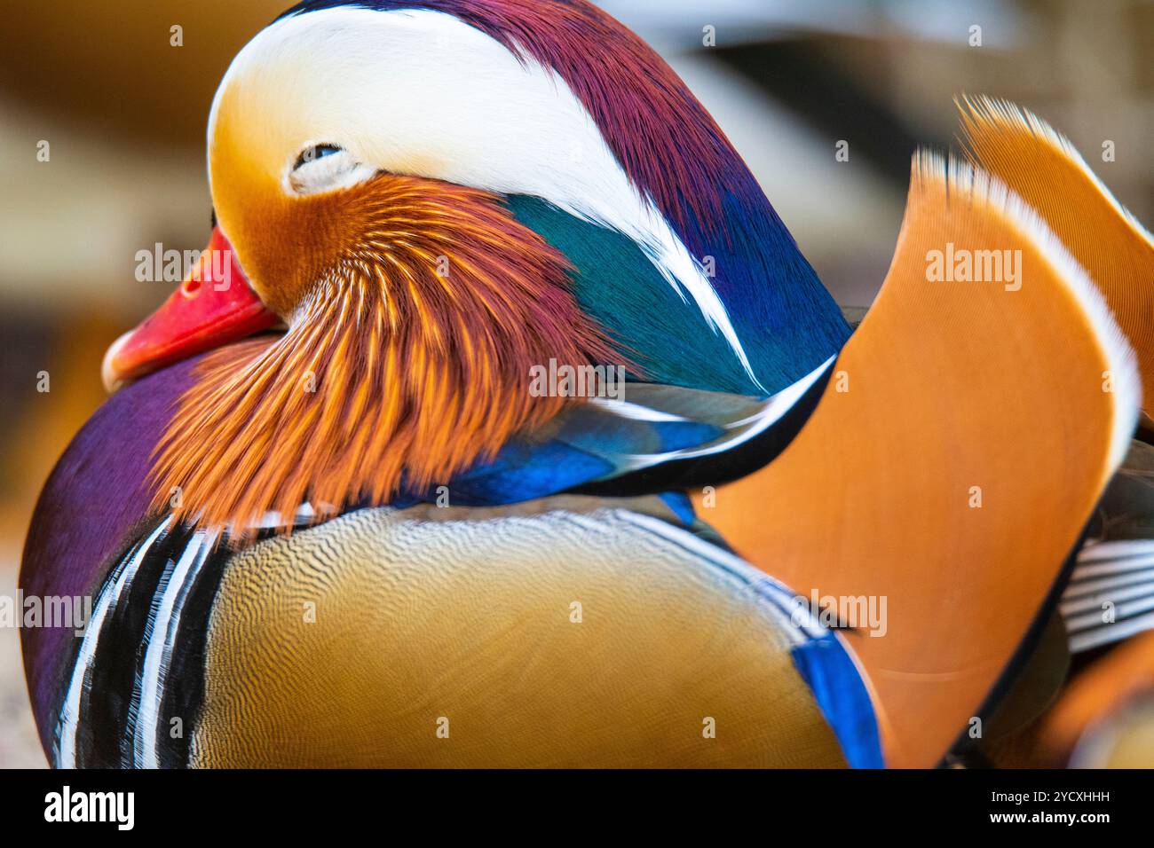 Eine akribische Nahaufnahme zeigt das lebendige Gefieder einer Mandarinente, wobei der Schwerpunkt auf dem exquisiten Farbmuster und den feinen Federstrukturen liegt. Stockfoto