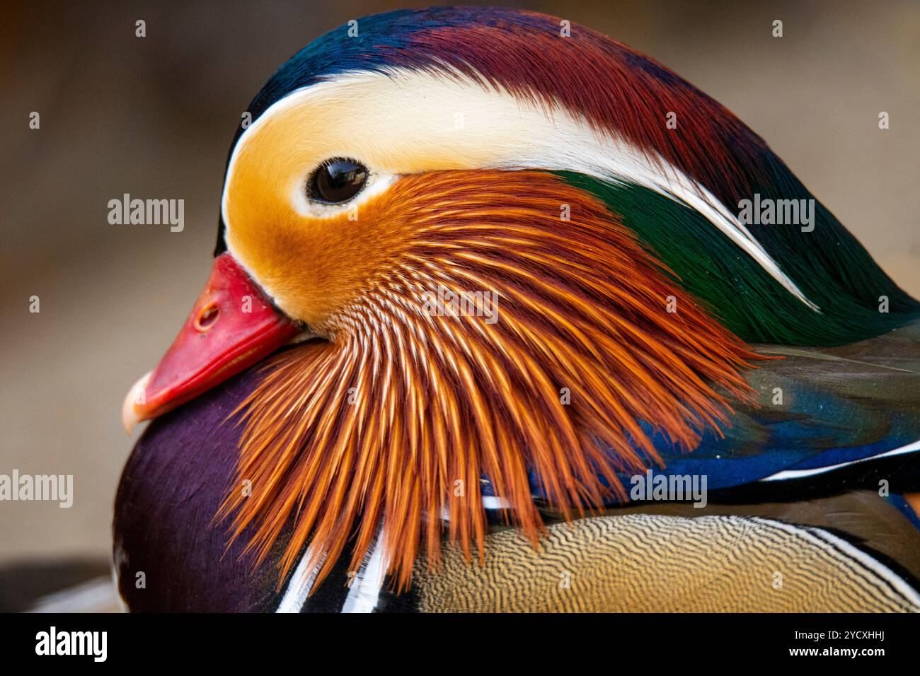 Ein lebendiges Nahfoto, das die komplizierten Muster und leuchtenden Farben der Federn einer Mandarine festmacht. Stockfoto