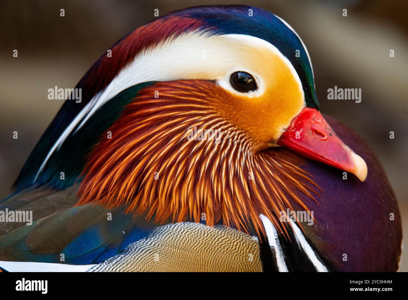 Ein Nahaufnahme-Bild, das die exquisiten Farben und Details der Federn und des Gesichts einer Mandarinente festlegt. Stockfoto