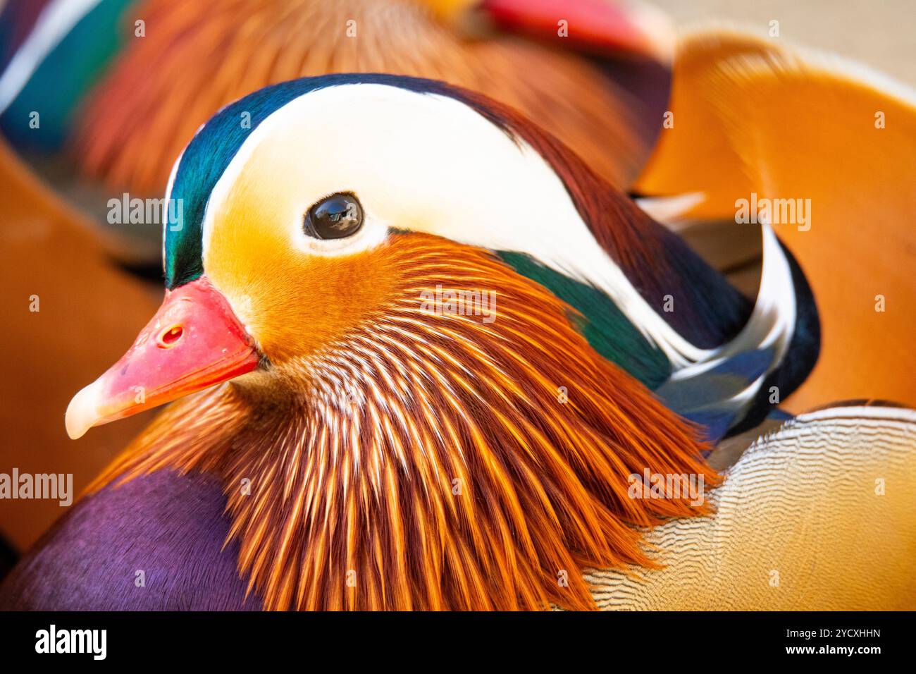 Nahaufnahme einer farbenfrohen Mandarin-Ente mit ihren komplizierten Federmustern und lebhaften Farbtönen. Stockfoto