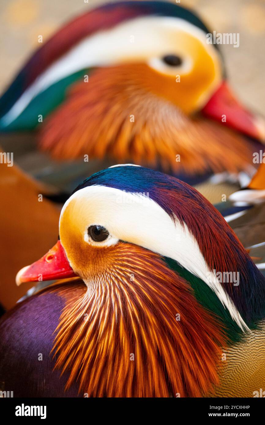 Eine Nahaufnahme, die die komplizierten Details und leuchtenden Farben des Gefieders zweier Mandarinenten festmacht. Stockfoto