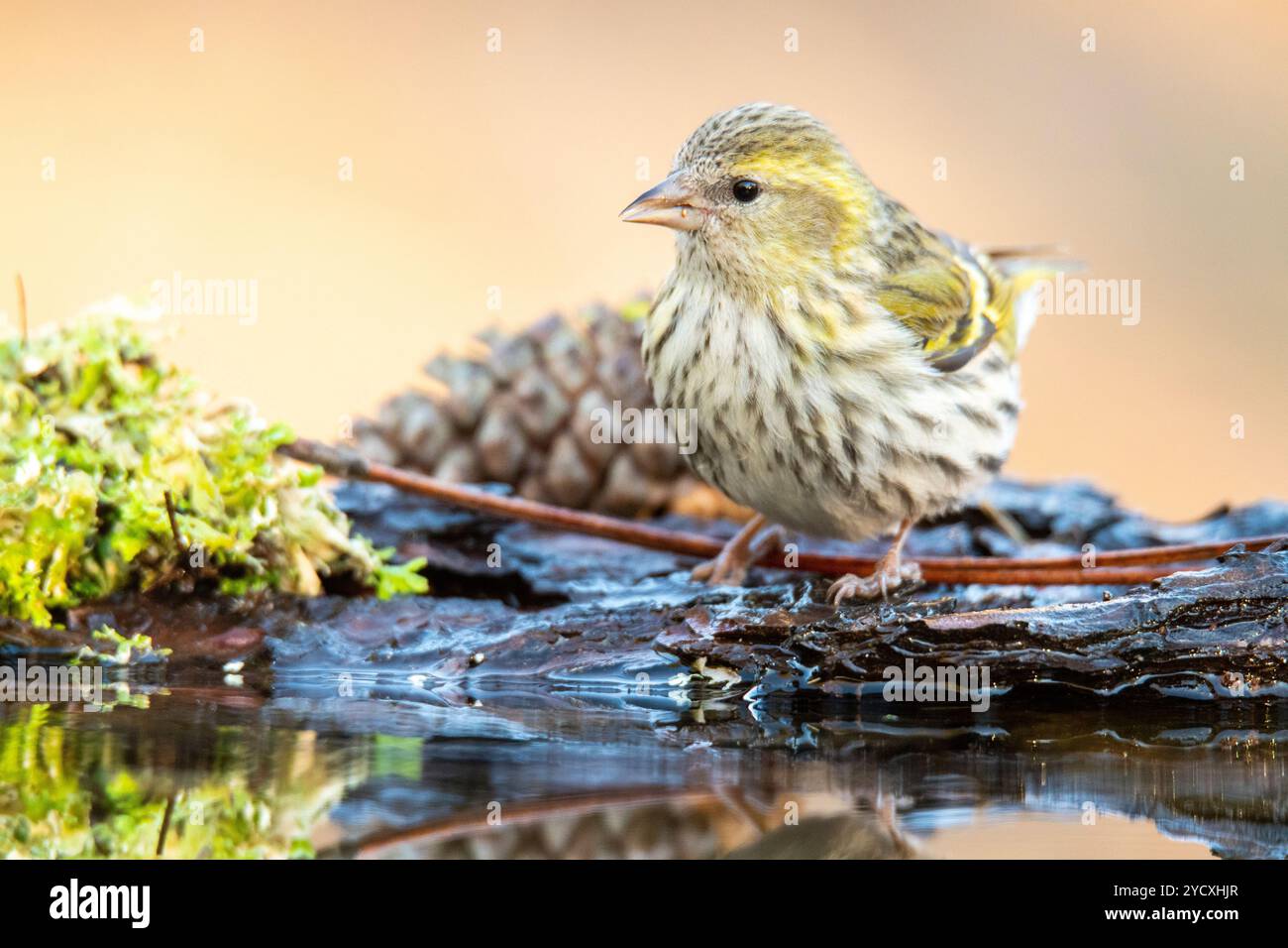 Ein detailliertes Bild eines eurasischen Sisskin, Spinus spinus, der neben einem Kiefernkegel und Moos bei einer Wasserpfütze steht und sich subtil im stillen Wasser reflektiert Stockfoto