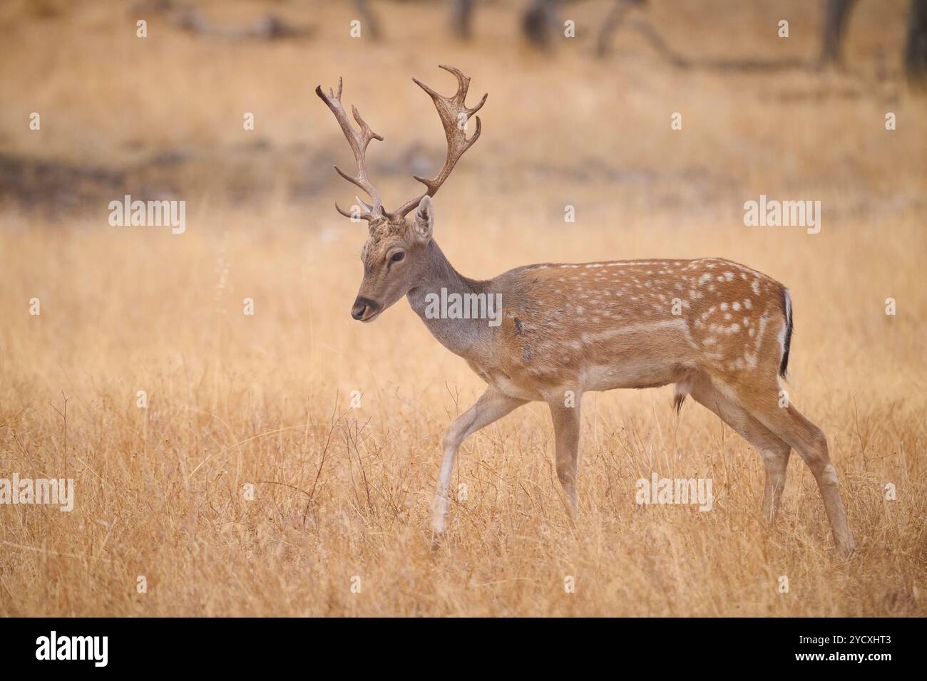 Ein Damhirsch mit flauschigem Fell und breitem Geweih zieht über die trockenen gelben Graslandschaften der Sierra Morena in Andalusien, Spanien. Stockfoto