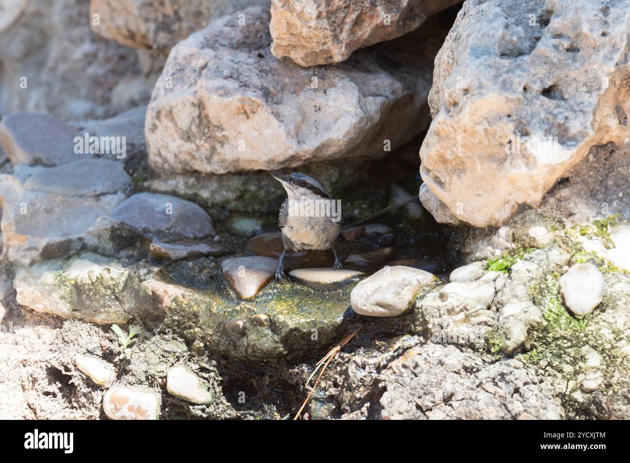 Ein Nuthatch thront auf Felsen an einem Wasserspiel und zeigt seine einzigartige Haltung und sein Gefieder in der Natur. Stockfoto