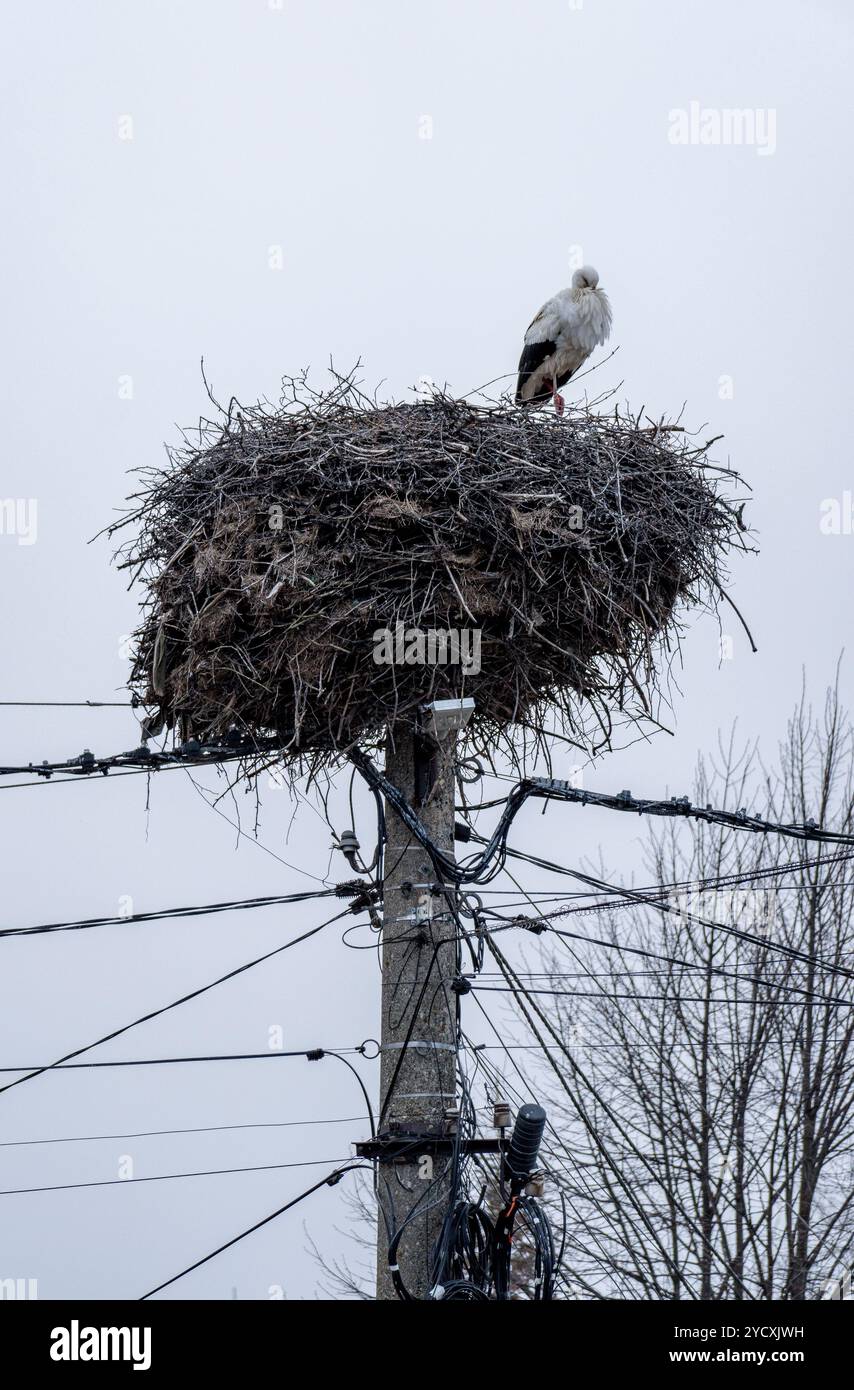 Ein einsamer Storch thront auf seinem riesigen Nest, der auf einem Versorgungsmast gebaut wurde, mit einem bewölkten Himmel vor der Kulisse. Stockfoto