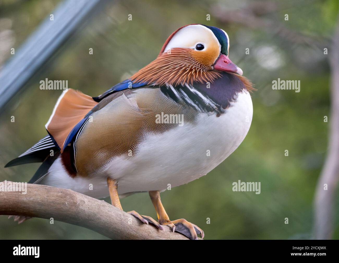 Exquisite Mandarinenente auf einem Zweig mit ihrem lebendigen Gefieder. Stockfoto