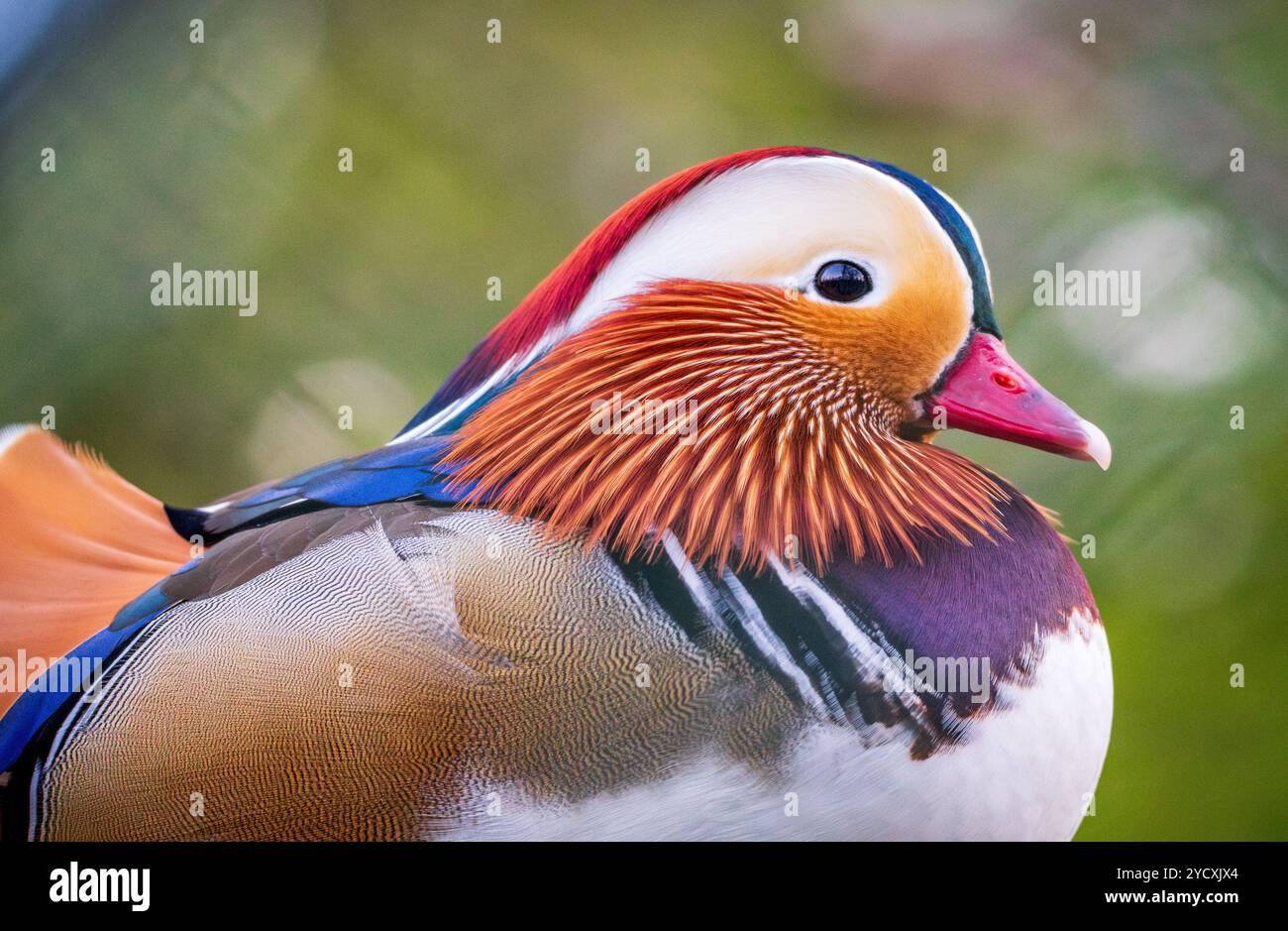 Eine detaillierte Nahaufnahme einer markanten Mandarin-Ente mit ihren lebhaften Farben und ihren komplizierten Federmustern. Stockfoto