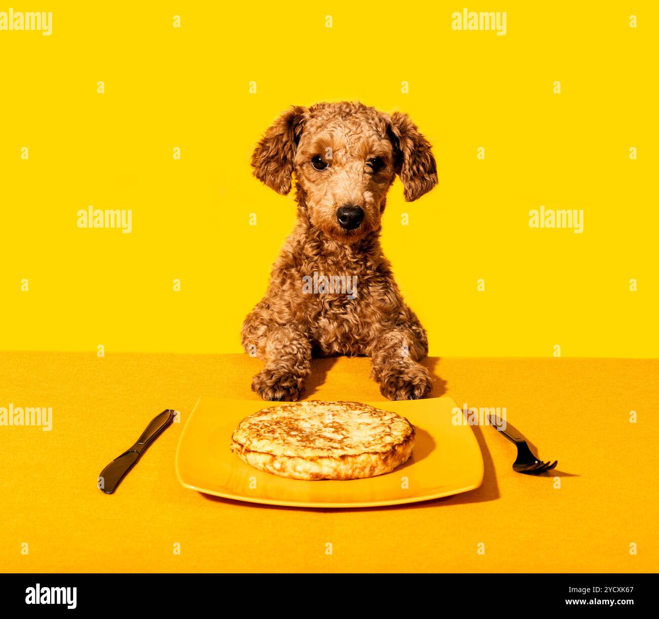 Ein niedlicher Hund sitzt auf einem Tisch, neben einer spanischen Tortilla, serviert auf einem gelben Teller, der leuchtend gelbe Hintergrund und die minimalistische Einstellung betonen t Stockfoto