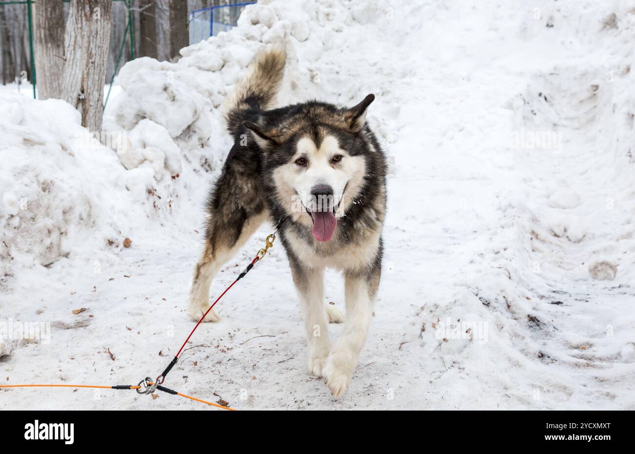 Alaskan Malamute Hund nach den Schlittenhunderennen in Winter Park Stockfoto