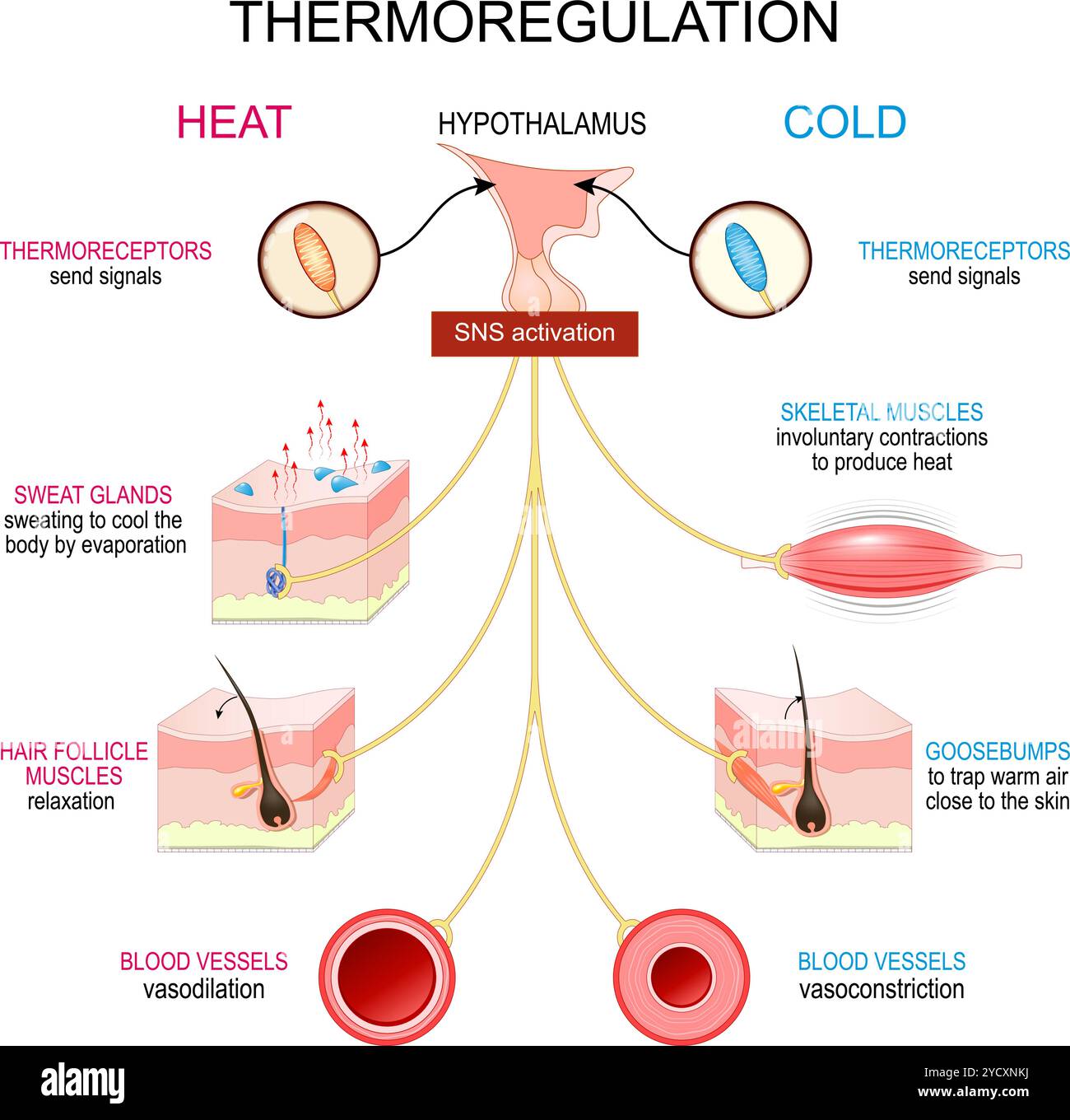 Thermoregulation. Homöostase. Wärmebilanz. Regulierung der Körpertemperatur. Vektorposter. Wärmeerzeugung und Wärmeverlustmechanismen. Stock Vektor Thermoregulation. Homöostase. Wärmebilanz. Regulierung der Körpertemperatur. Vektorposter. Wärmeerzeugung und Wärmeverlustmechanismen. Stock Vektor