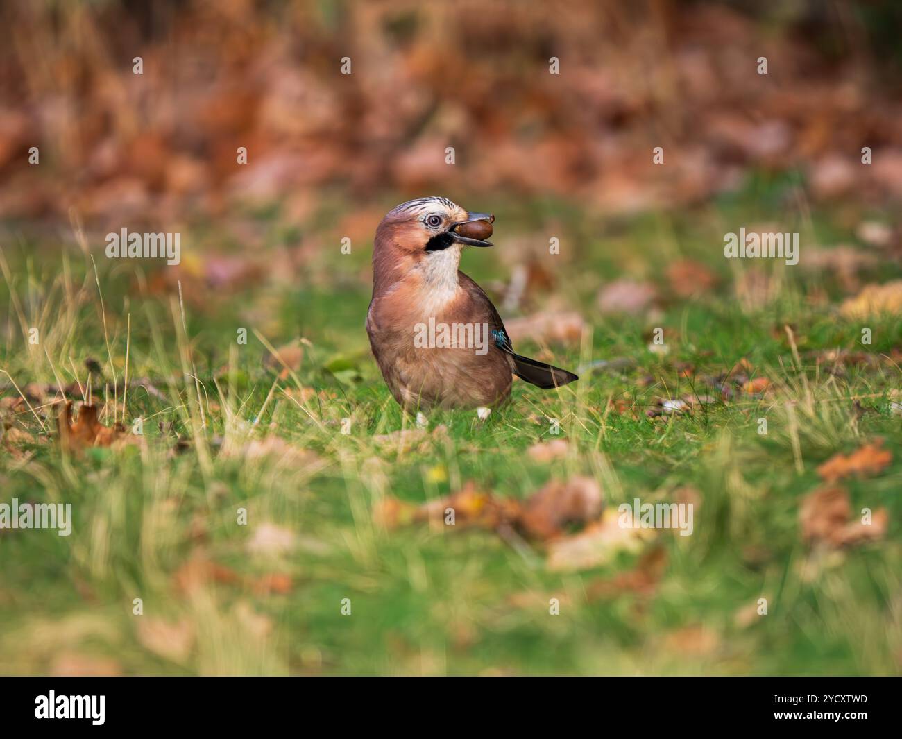Jay Bird Sucht Nach Eicheln Stockfoto