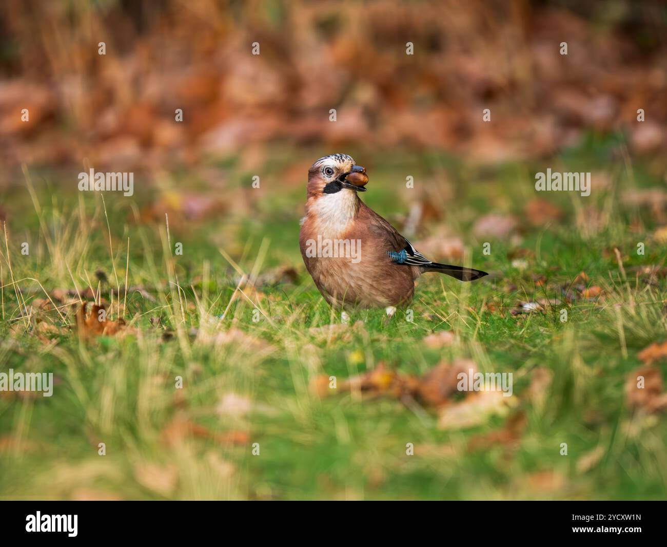 Jay Bird Sucht Nach Eicheln Stockfoto
