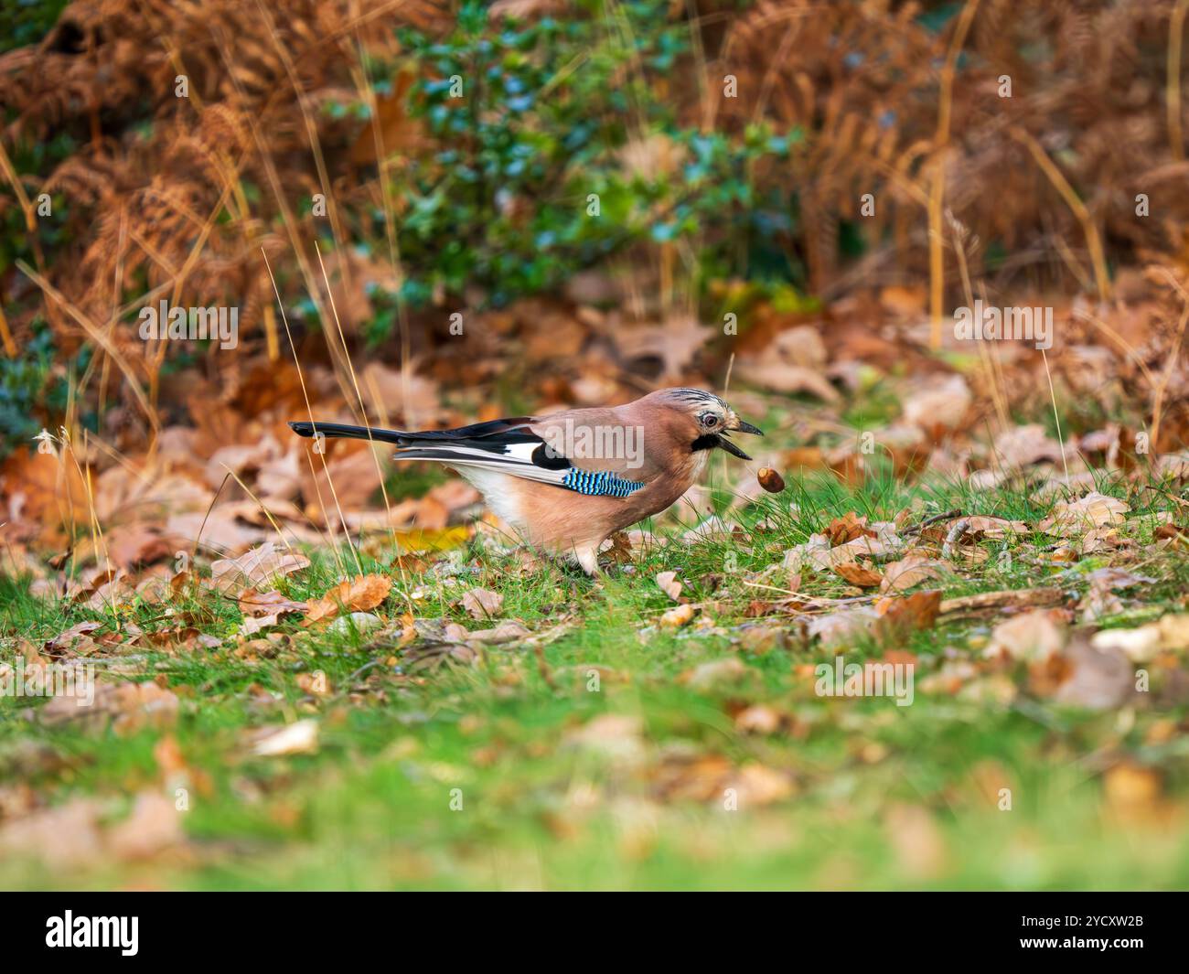 Jay Bird Sucht Nach Eicheln Stockfoto