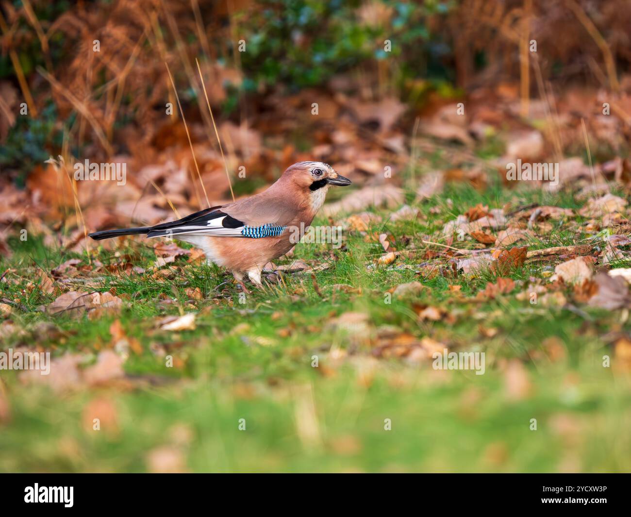 Jay Bird Sucht Nach Eicheln Stockfoto