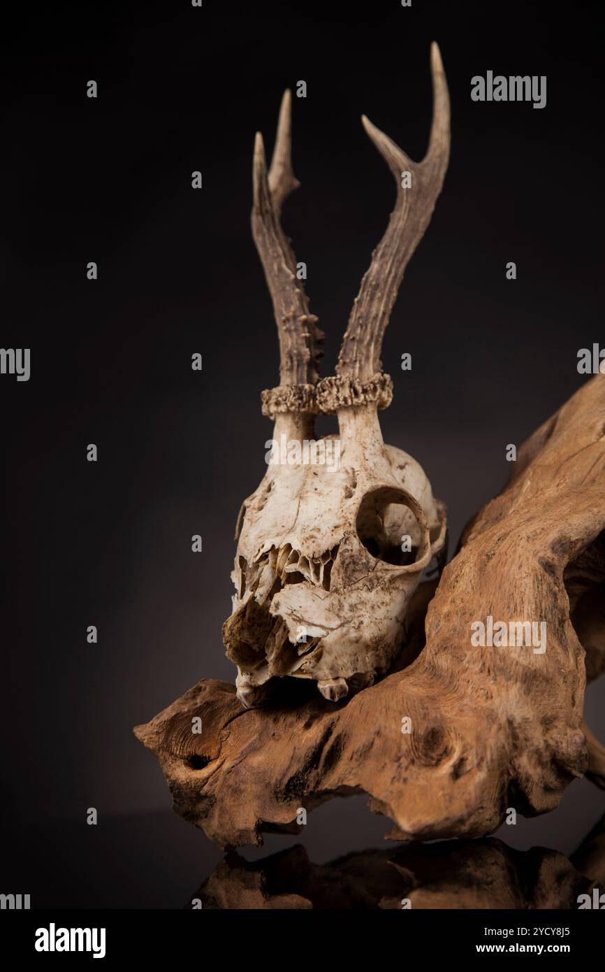 Verwitterte deer Skull, Schwarz Spiegel Hintergrund Stockfoto