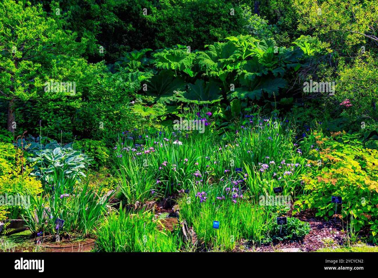 Eine Mischung aus Hostas, Iris, Primulas und Gunnera entlang eines Baches im RHS Garden Rosemoor, Devon, England, Großbritannien Stockfoto