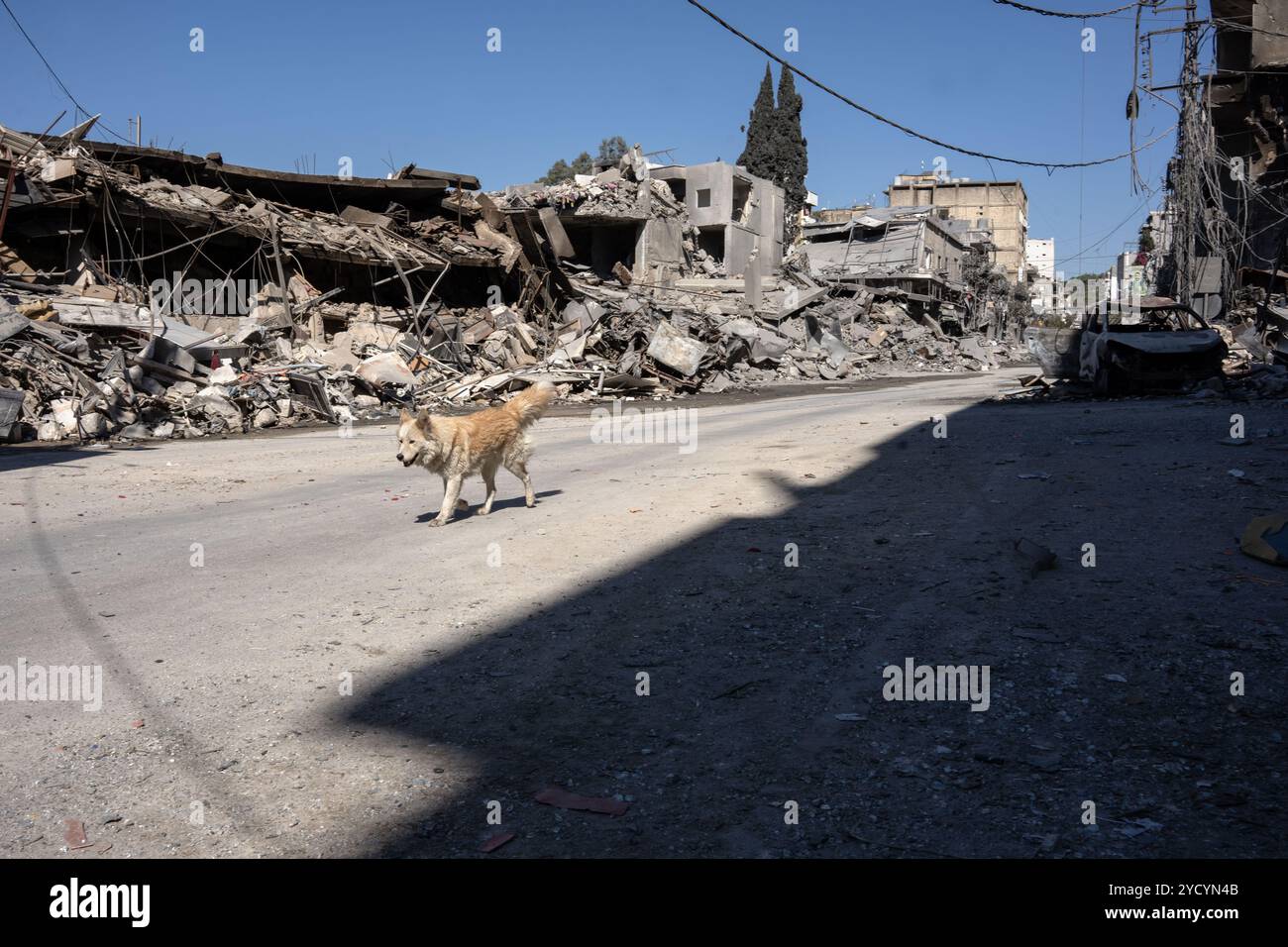 Nabatieh, Libanon. Oktober 2024. Ein streunender Hund, der sich zwischen den Ruinen von Gebäuden in der Stadt Nabatieh bewegt. Die schwere israelische Bombardierung der südlibanesischen Stadt Nabatieh hat die Häuser von 150.000 Menschen in eine Geisterstadt verwandelt. (Credit Image: © Ximena Borrazas/SOPA images via ZUMA Press Wire) NUR REDAKTIONELLE VERWENDUNG! Nicht für kommerzielle ZWECKE! Stockfoto