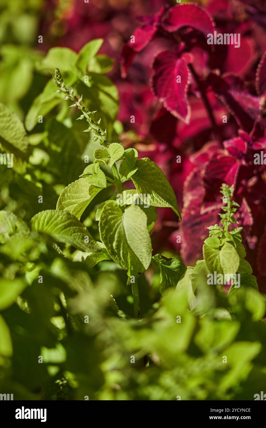 Üppige coleus-Pflanzen, leuchtend grüne, tiefviolette Blätter. Optisch eindrucksvoller Farbkontrast. Gartenumgebung, Gartenbau, Anbausaison. Städtische Landschaftsgestaltung, Blumenbeet Stockfoto