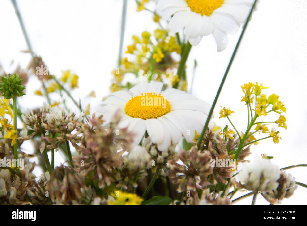 Ein Blumenstrauß aus Wildblumen auf weißem Hintergrund. Sommerstrauß Stockfoto