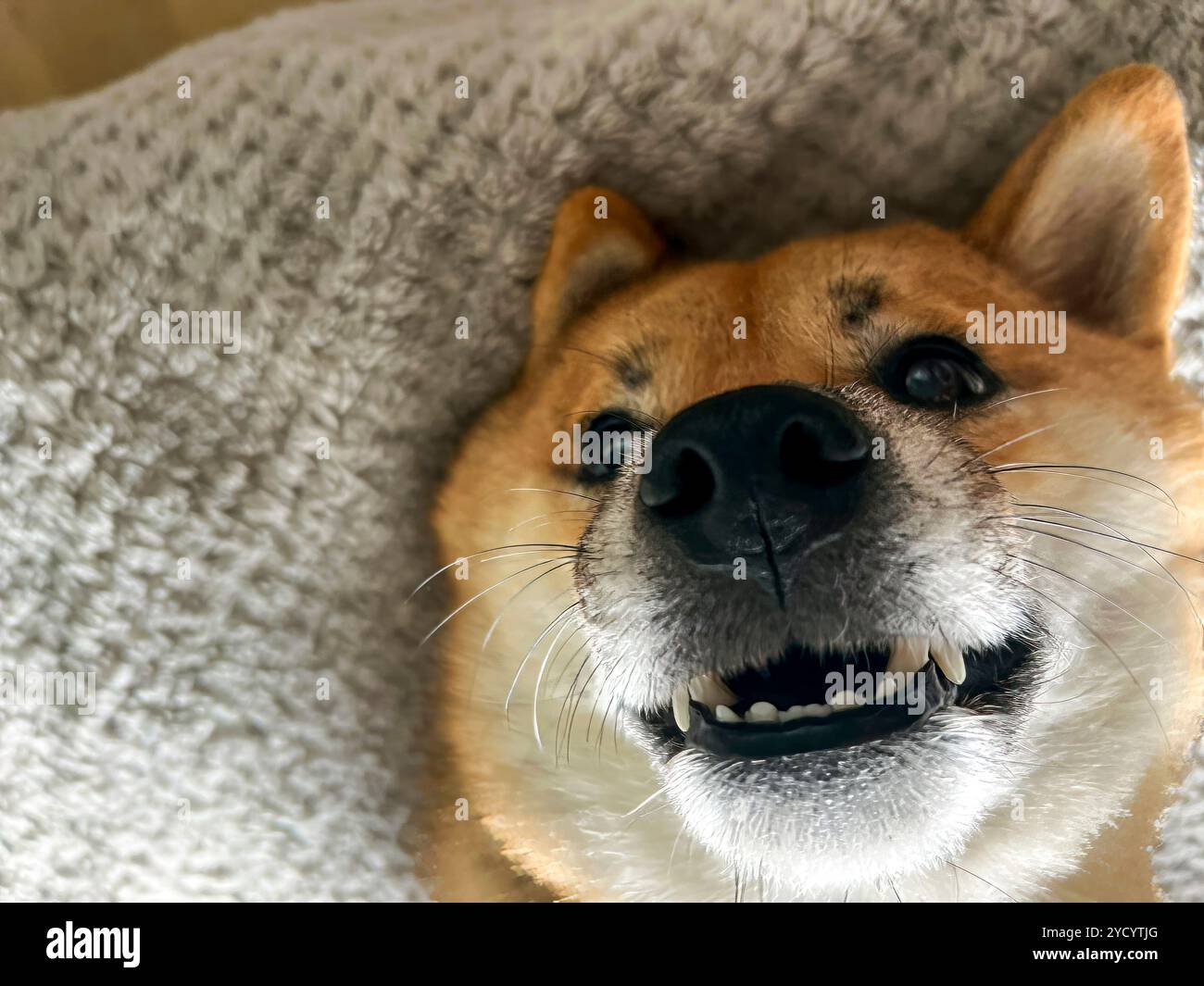 Nachdenklicher Shiba Inu mit einem traurigen Ausdruck, Kopf unter einer Decke. Die Stimmung ist nachdenklich und besinnlich. Hochwertige Fotos. Nahaufnahme. Kopierbereich Stockfoto