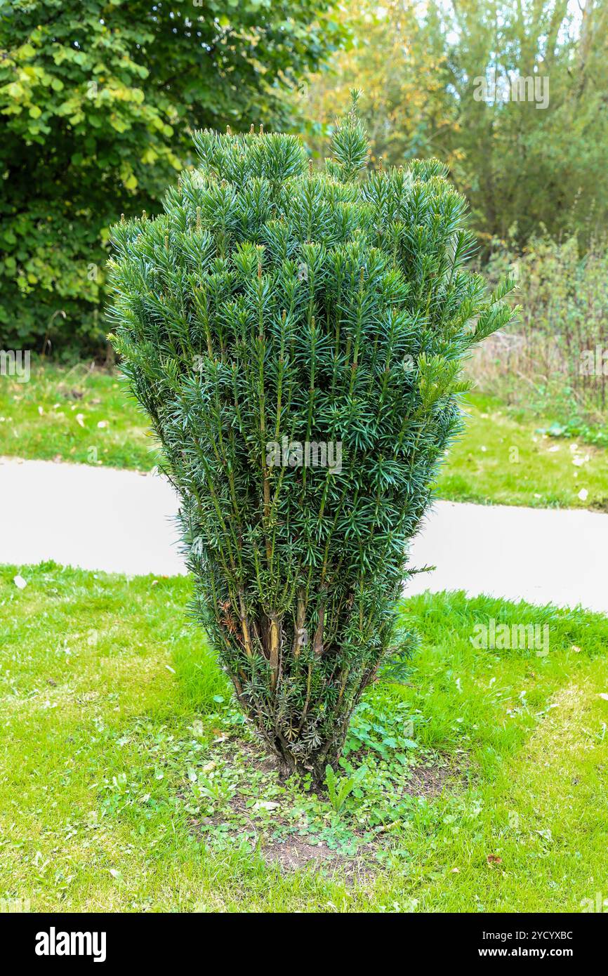 Japanische Pflaumeneibe (Cephalotaxus harringtonii), Nadeleibenbaum, England, Vereinigtes Königreich Stockfoto