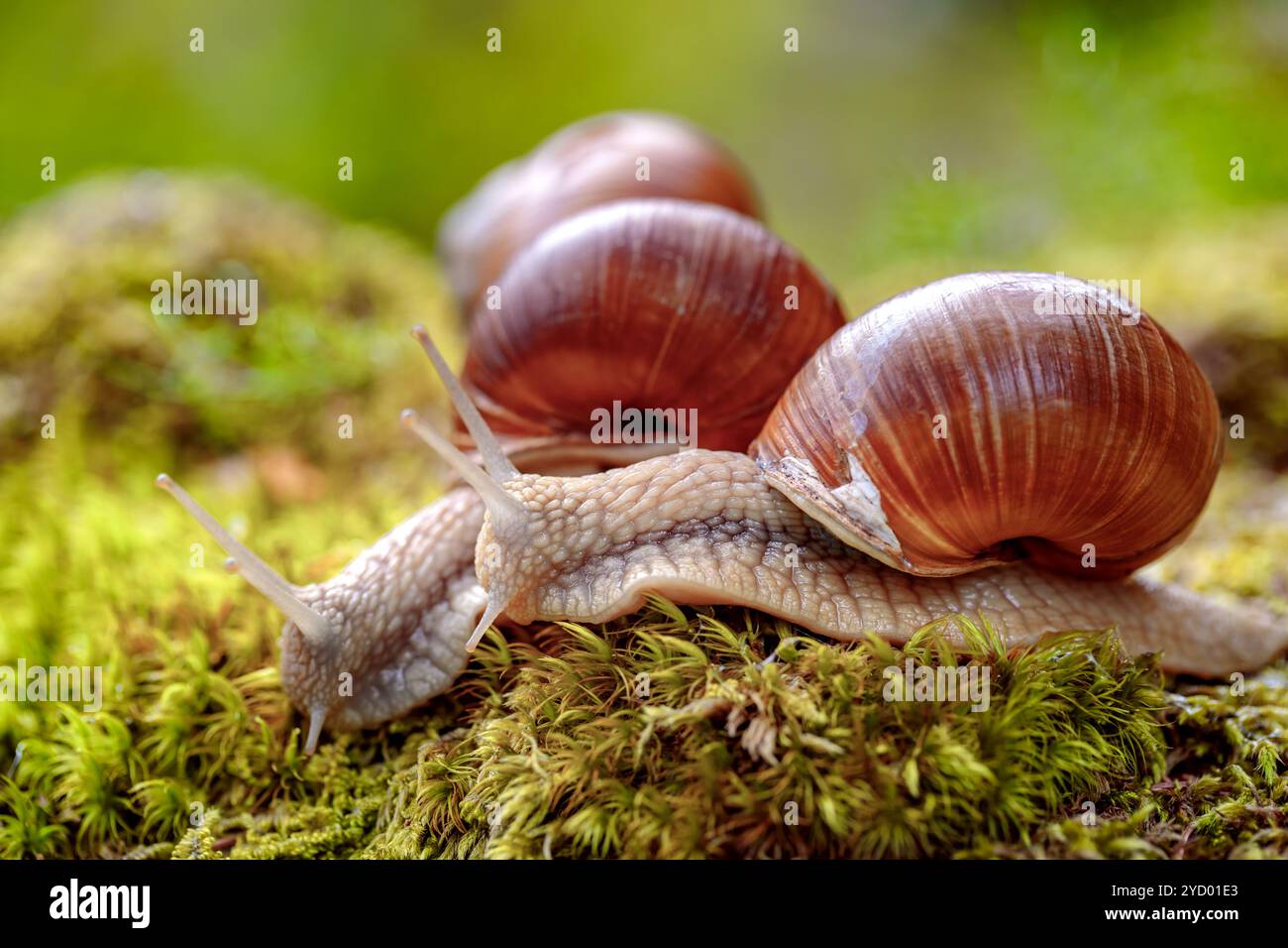Helix pomatia auch römische Schnecke, Burgunderschnecke Stockfoto
