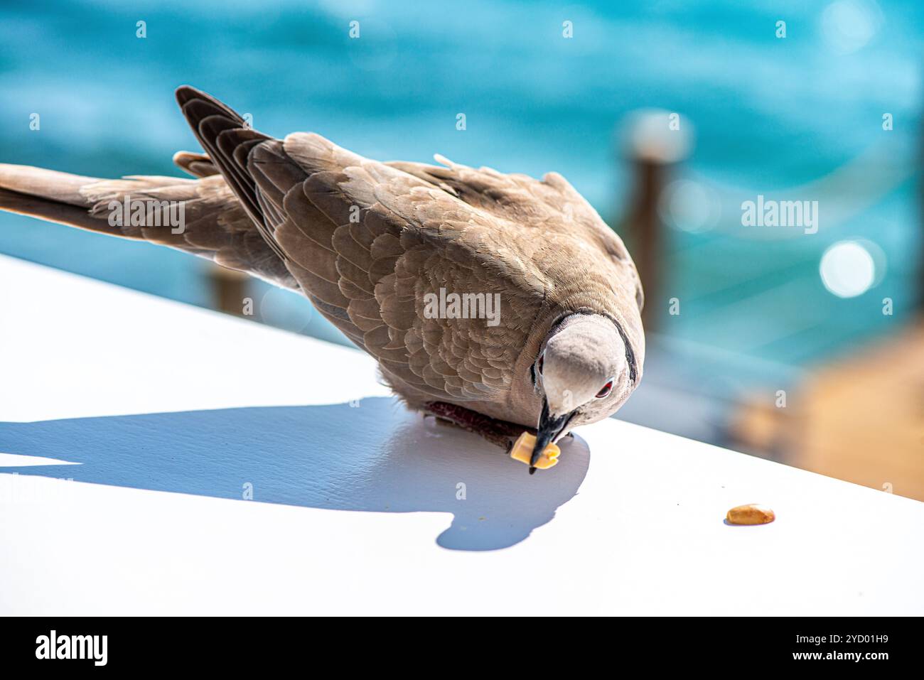 Eine detaillierte Nahaufnahme einer friedlichen Taube mit einem atemberaubenden Meerblick im Hintergrund, die die Harmonie zwischen Natur und Küstenschönheit einfängt. Stockfoto