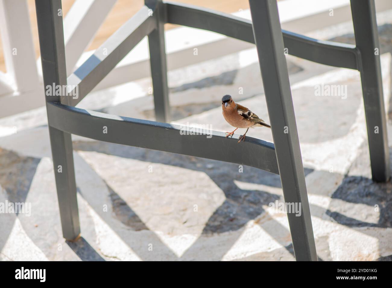 Eine bezaubernde Szene eines kleinen Spatzes, der ruhig unter einem Stuhl ruht und einen Moment der Natur festnimmt, der sich mit dem Alltag in einer friedlichen Umgebung verschmilzt. Stockfoto