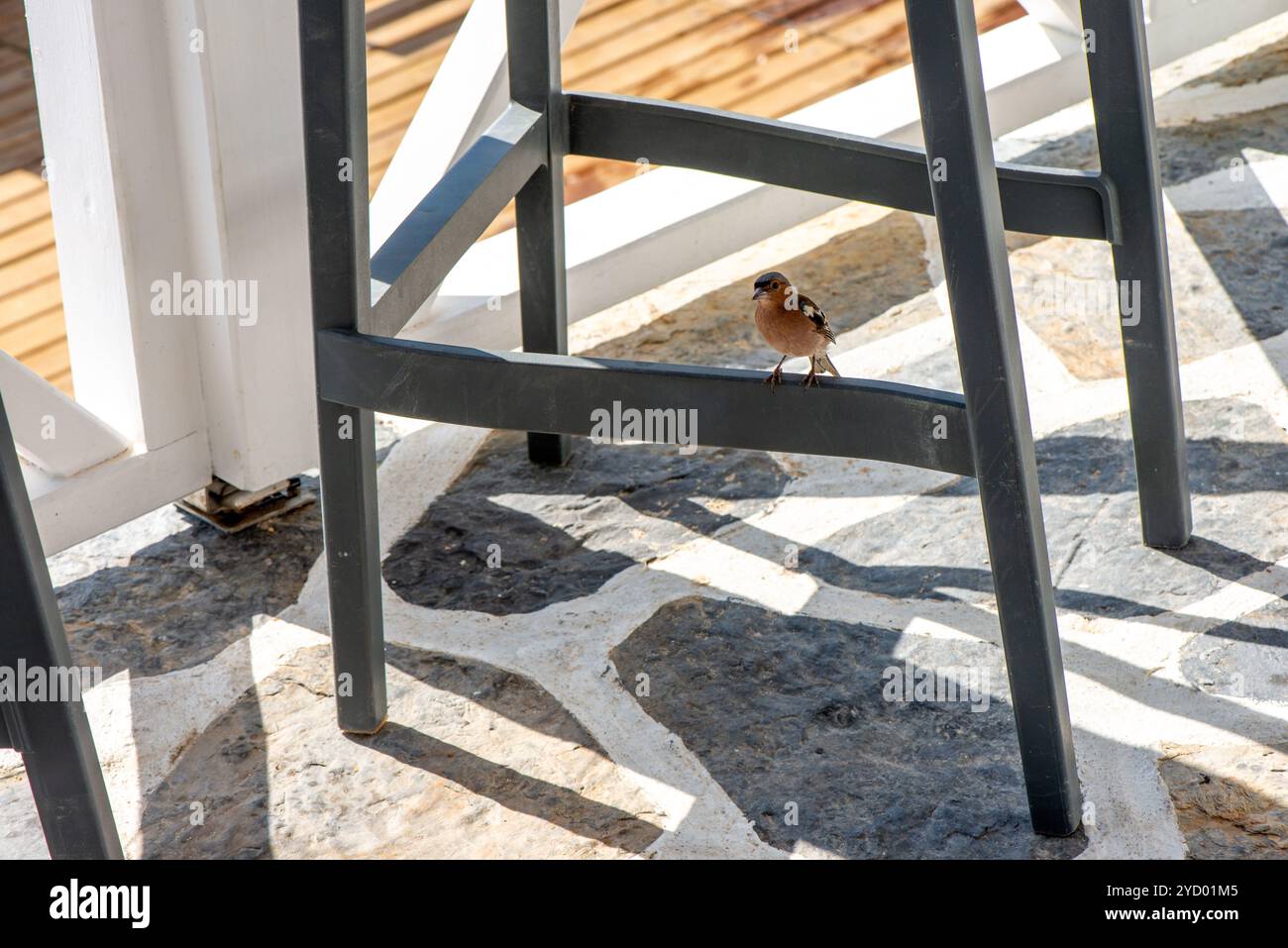 Eine bezaubernde Szene eines kleinen Spatzes, der ruhig unter einem Stuhl ruht und einen Moment der Natur festnimmt, der sich mit dem Alltag in einer friedlichen Umgebung verschmilzt. Stockfoto