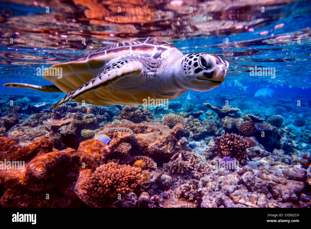 Meeresschildkröte schwimmt unter Wasser vor dem Hintergrund von Korallenriffen Stockfoto