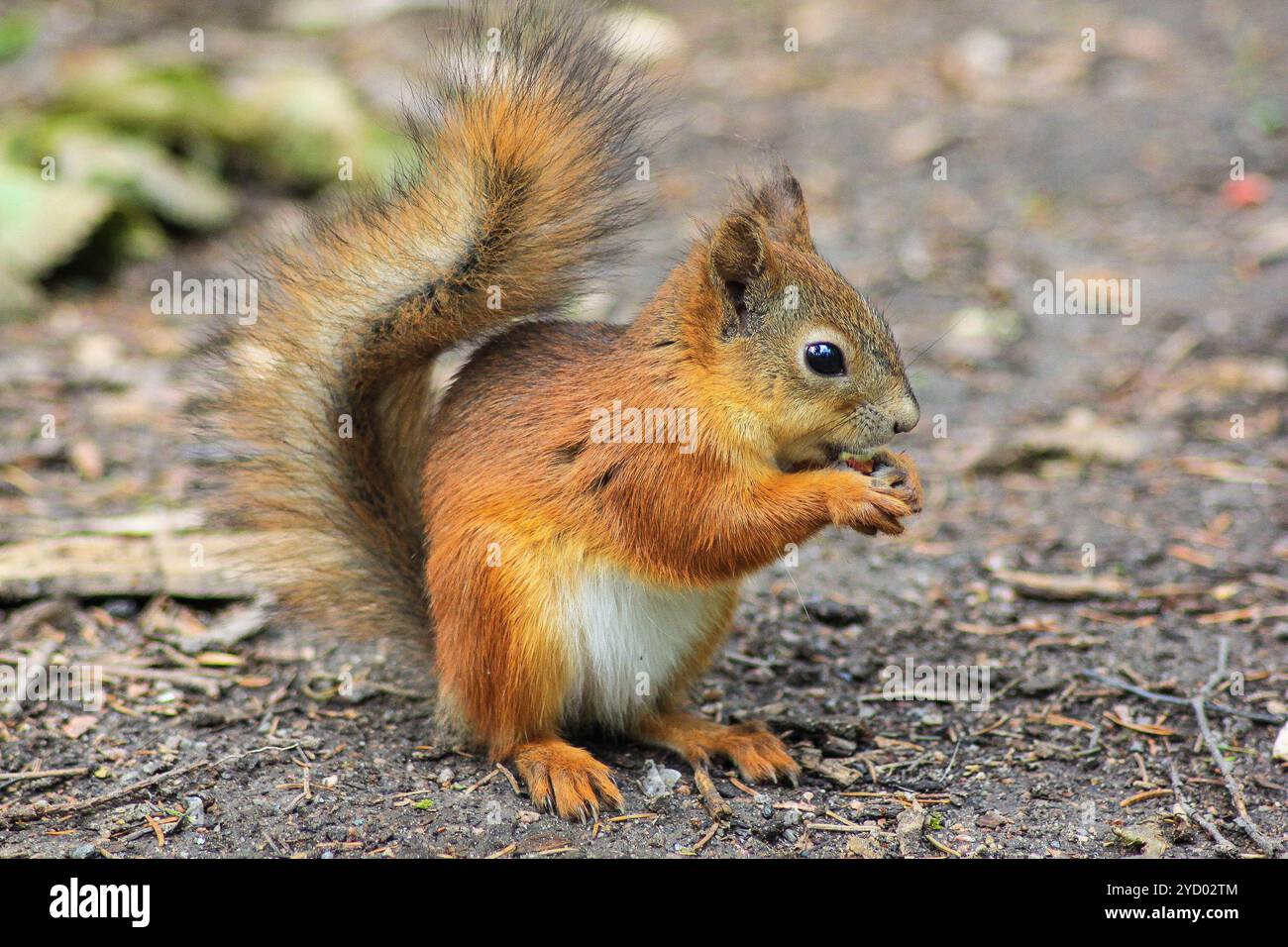 Eichhörnchen essen Nüsse. Wildtierparks. Von Nagetieren. Stockfoto