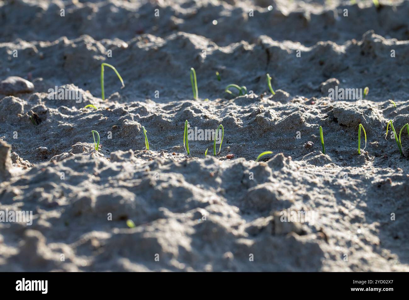 Keimende Pflanzen, Zwiebeln, im Garten. Stockfoto