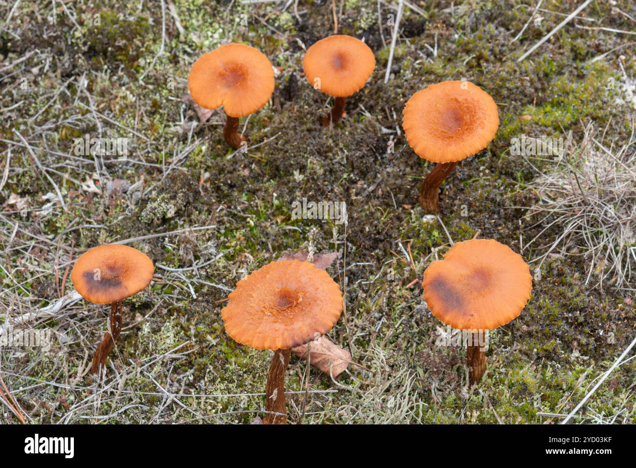 Laccaria laccata, Betrügerpilze oder Pilze, die auf sandiger Heide in Surrey, England, Vereinigtes Königreich, wachsen Stockfoto