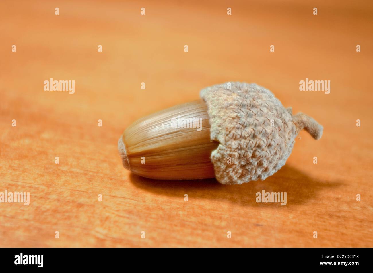 Makrofotografie einer Eichel mit braunem Hintergrund. Herbstfrucht. Stockfoto
