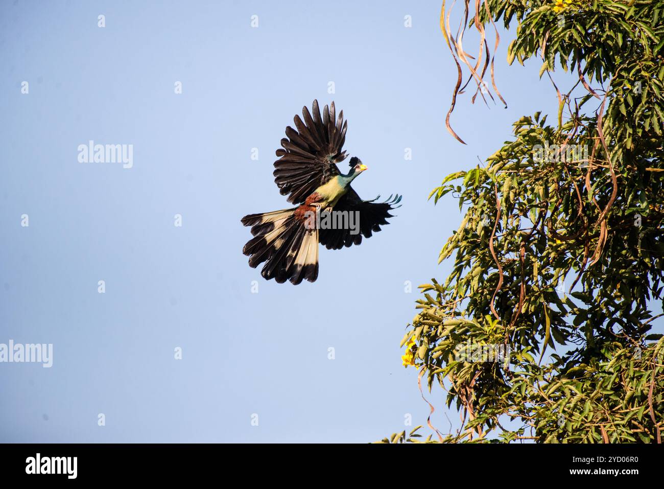 GROSSER BLAUER TURACO ( Corythaeola cristata ) fliegt in Kasangati, Kampala Uganda Stockfoto