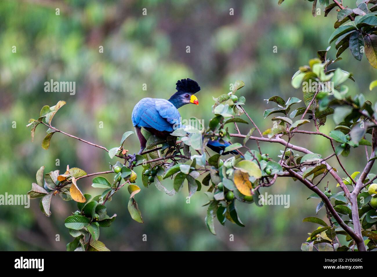 GROSSER BLAUER TURACO ( Corythaeola cristata ) in Kasangati, Kampala Uganda Stockfoto