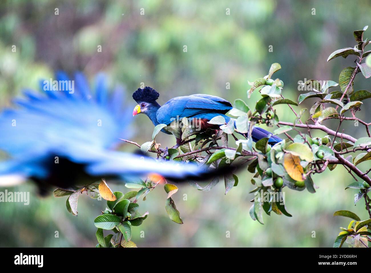 GROSSER BLAUER TURACO ( Corythaeola cristata ) in Kasangati, Kampala Uganda Stockfoto