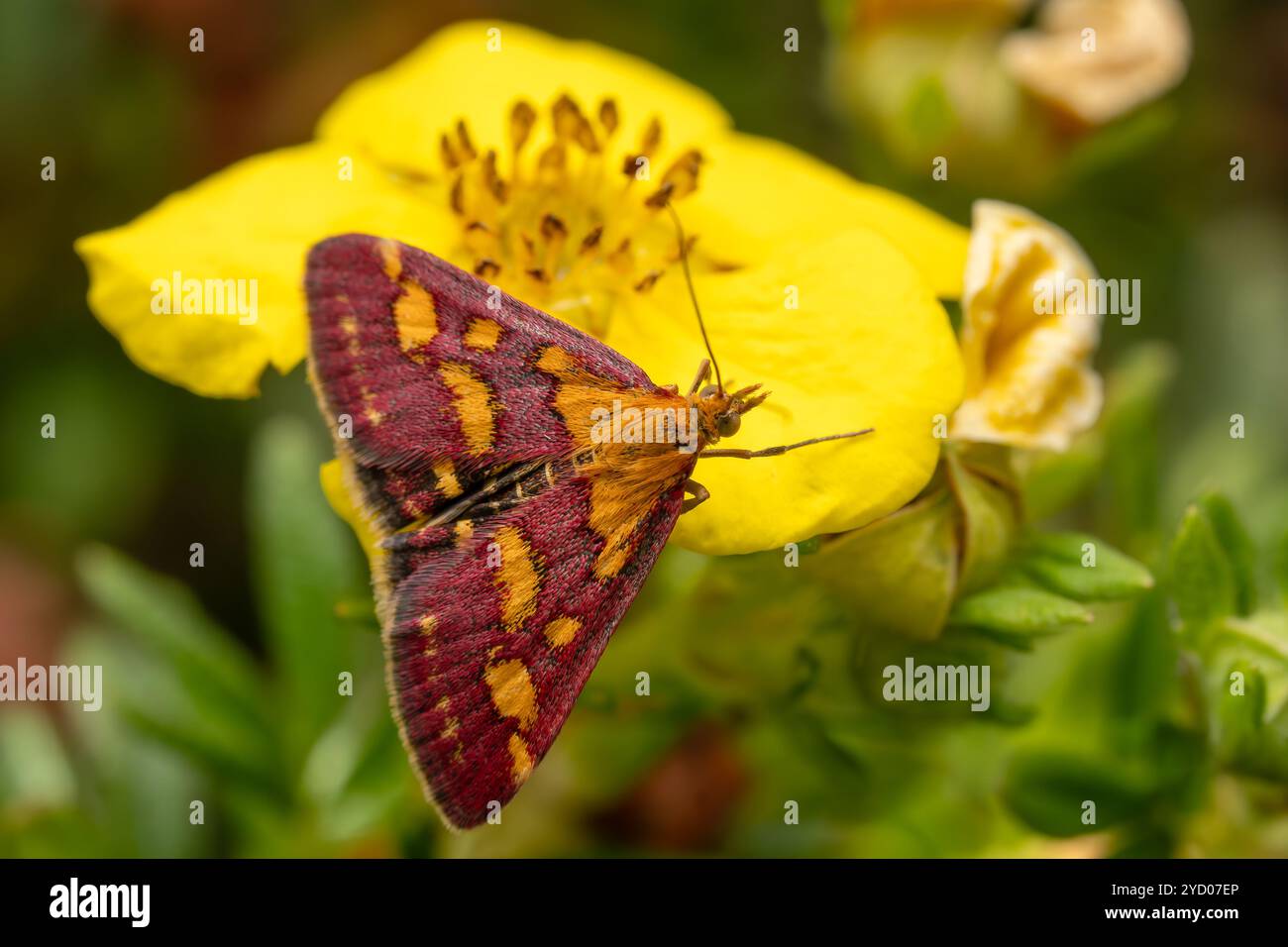 Gewöhnliche Purpur- und Goldmotte – Pyrausta purpuralis, schöne kleine farbige Motte aus europäischen Wiesen und Gärten, Zlin, Tschechische Republik. Stockfoto