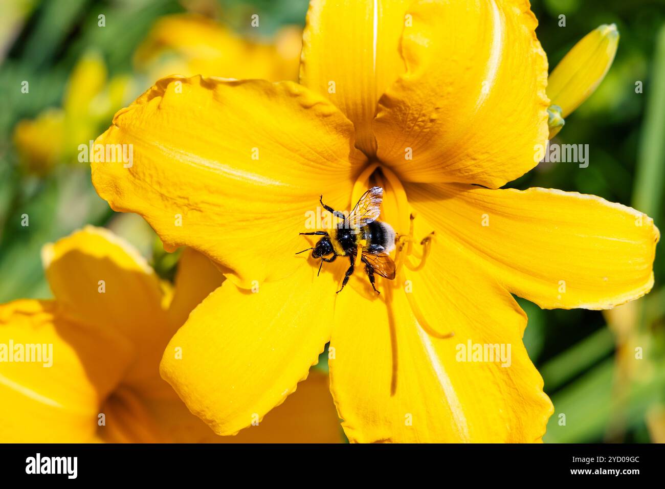 Hummel bestäubt gelbe Hemerocallis-Laufräder - Taglilienblume Stockfoto