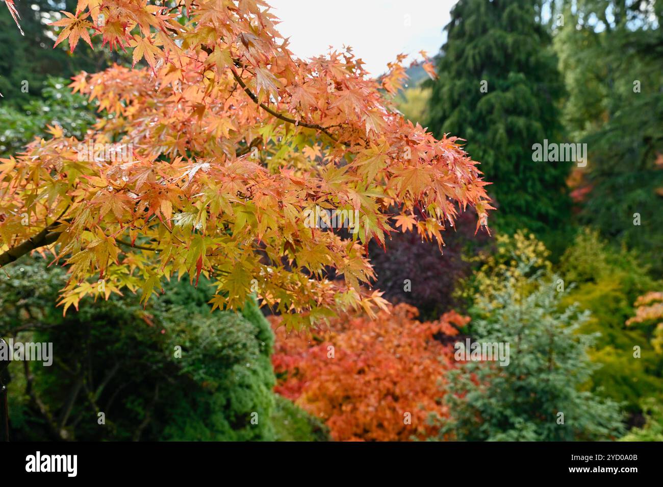 Herbst saisonale Blattfarbe an Laubbäumen in wunderschönen Gärten für die Herbstsaison Stockfoto