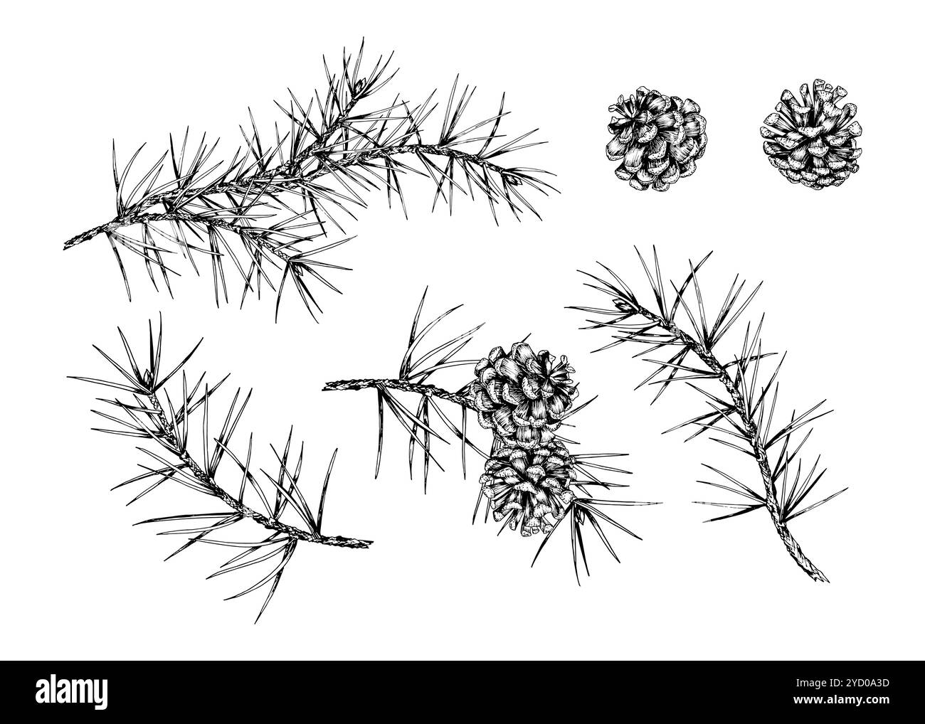 Detaillierte handgezeichnete Vektor-Illustration von Tannenzweigen und Kegeln. Realistisches Design im Skizzierstil mit Tinte, perfekt für Projekte im Bereich Natur und Umwelt Stock Vektor