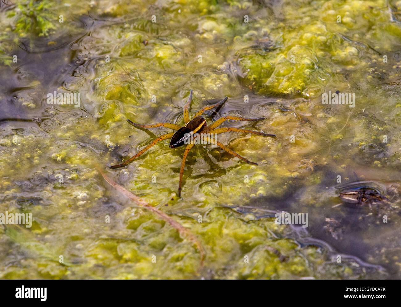 Sumpf oder Raft Spider Dolomedes fimbriatus, erwachsen auf der Wasseroberfläche im Whixall Moss National Nature Reserve in der Nähe von Whitchurch Shropshire Stockfoto