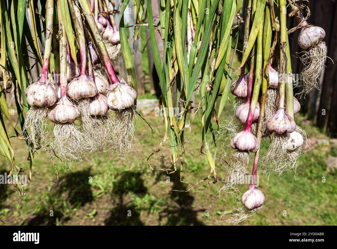 Haufen frisch geernteter Knoblauchzwiebeln mit Spitzen Stockfoto