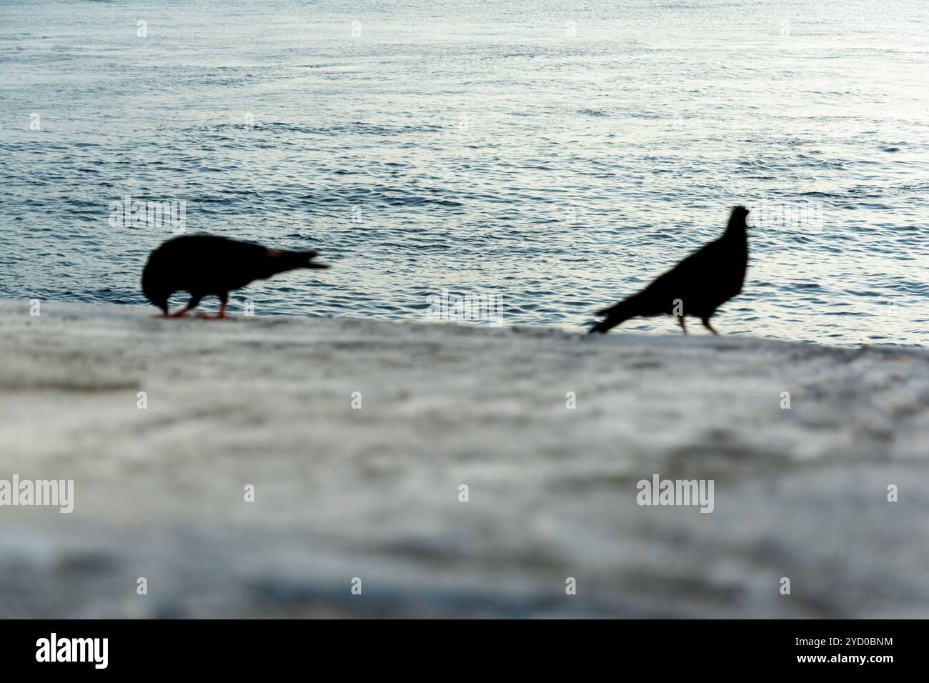 Zwei schwarze Tauben auf einer Betonmauer vor dem Meer im Hintergrund. Tierwelt Stockfoto Zwei schwarze Tauben auf einer Betonmauer vor dem Meer im Hintergrund. Tierwelt Stockfoto
