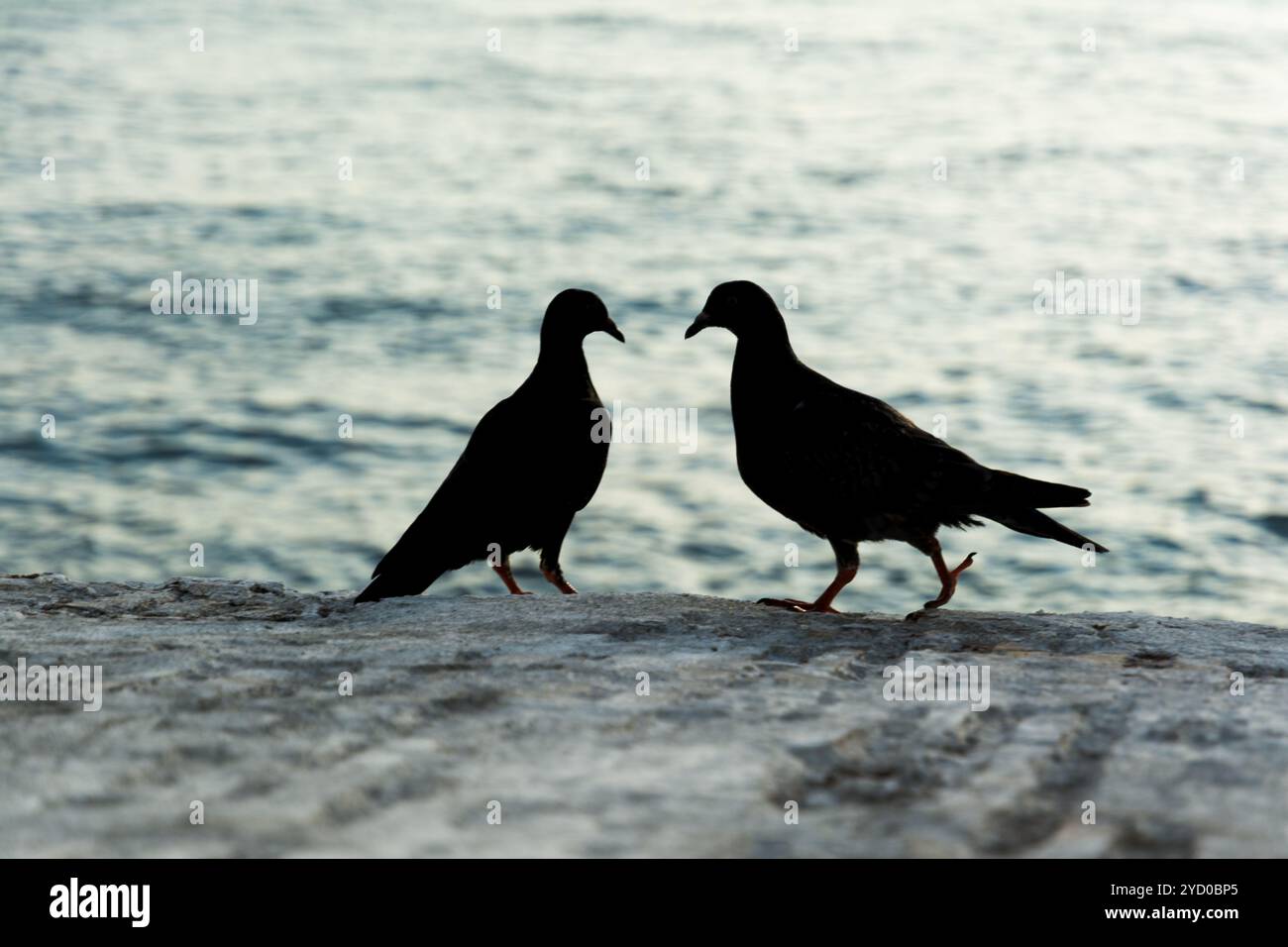 Zwei schwarze Tauben auf einer Betonmauer vor dem Meer im Hintergrund. Tierwelt Stockfoto Zwei schwarze Tauben auf einer Betonmauer vor dem Meer im Hintergrund. Tierwelt Stockfoto