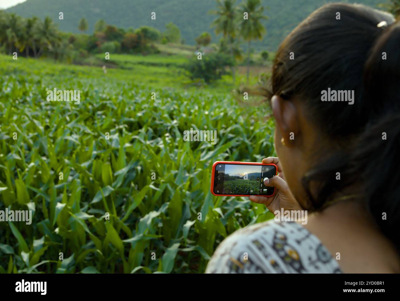 Frau fängt die Schönheit eines üppigen grünen Maisfeldes auf ihrem Handy ein und schafft digitale Erinnerungen. Stockfoto