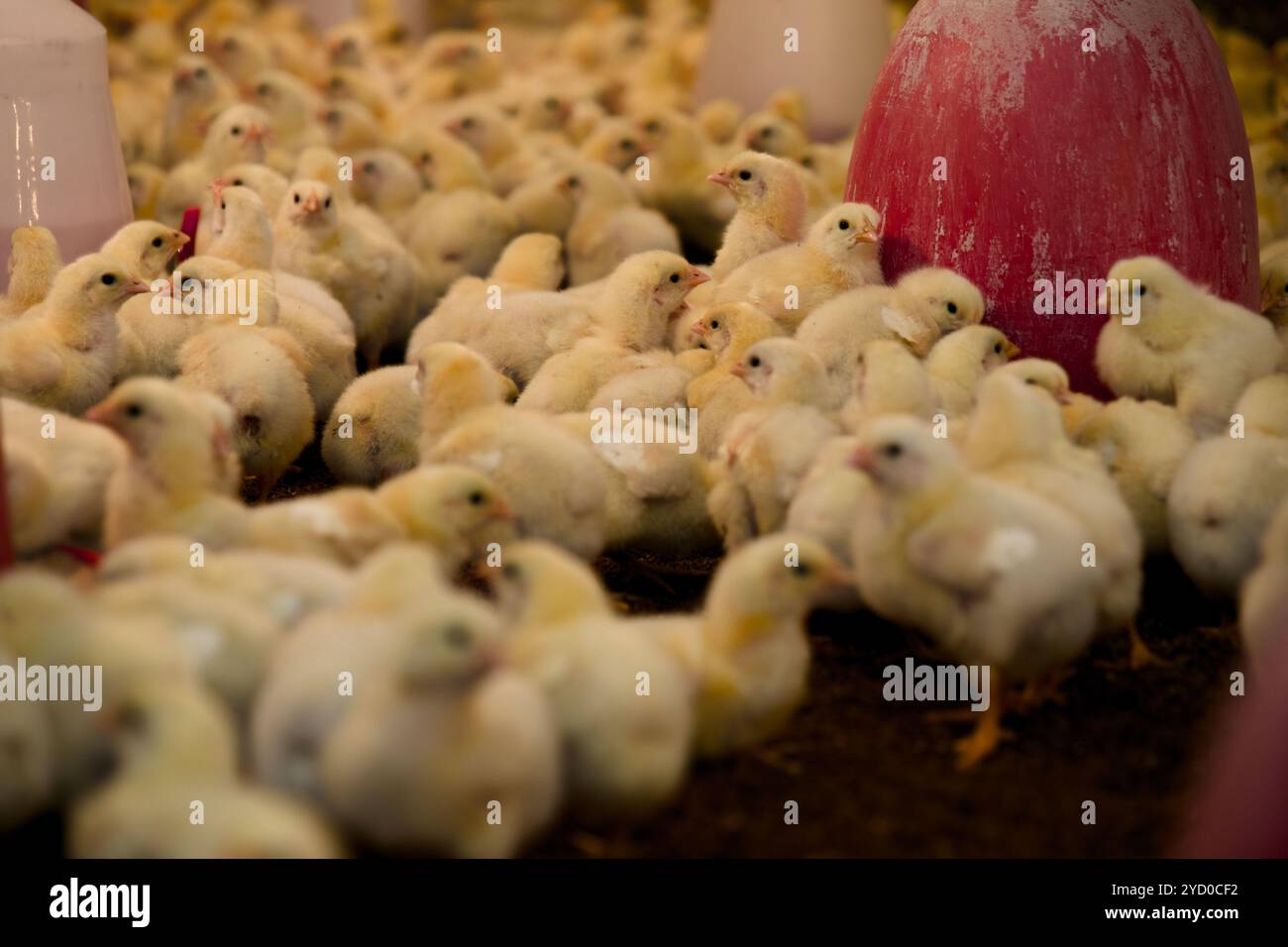 Ein Meer flauschiger Küken dröhnt sich in einer modernen Geflügelfarm zusammen und hebt landwirtschaftliche Praktiken und ethische Lebensmittelproduktion hervor. Stockfoto