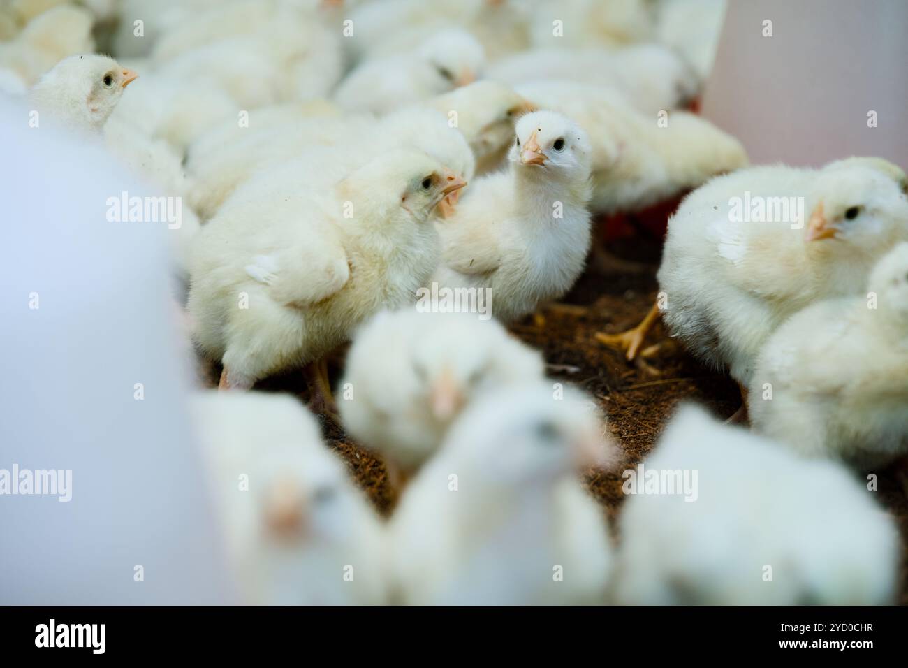 Ein Meer flauschiger, weißer Küken drängen sich zusammen, ihre winzigen Schnäbel und neugierigen Augen deuten auf die Zukunft hin. Stockfoto